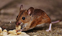 24 Hour & Emergency Exterminators in Skyland, NC